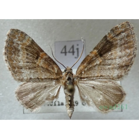 Pterapherapteryx sexalata (Retzius, 1783) Płatynka wierzbówka Slovakia44j